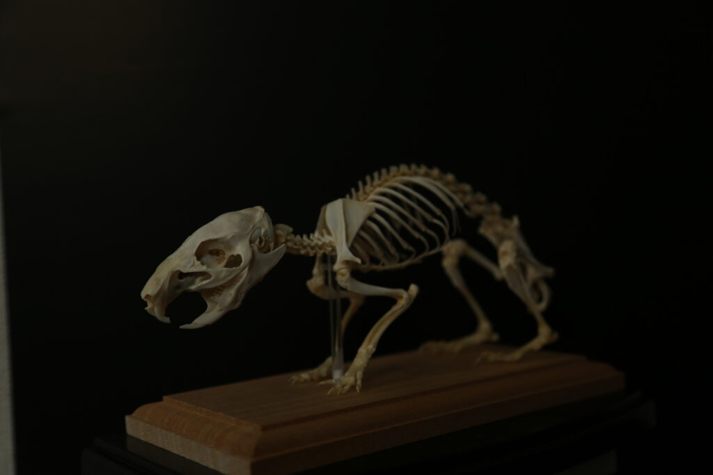 Guineapig414A4616